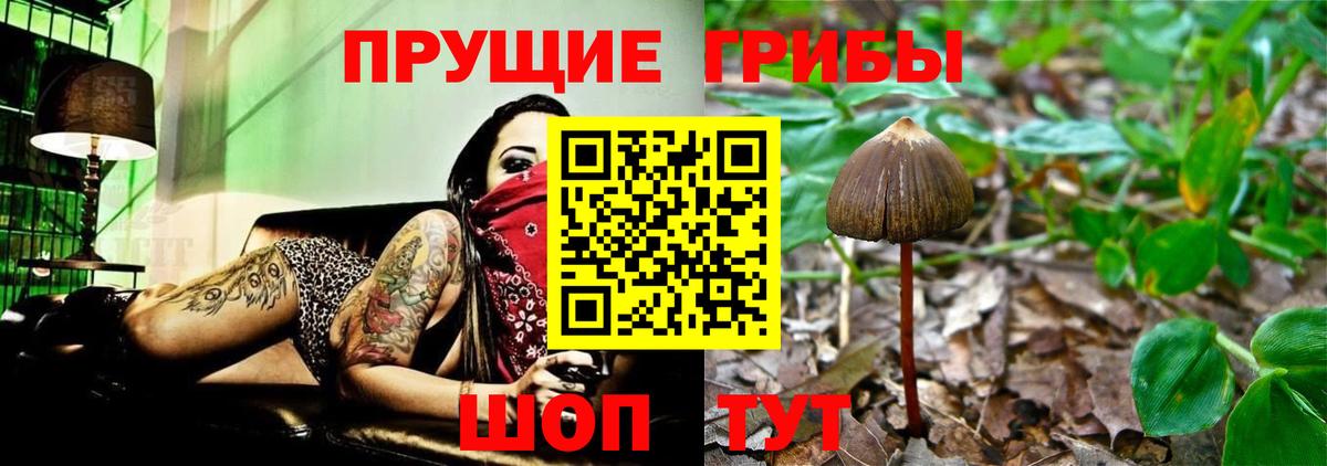 Псилоцибиновые грибы Cubensis  Псилоцибиновые грибы Cubensis  Вход с VPN  Славянск-на-Кубани 